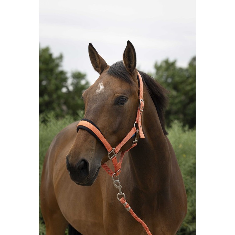 LICOL + LONGE EQUITHEME LARGE