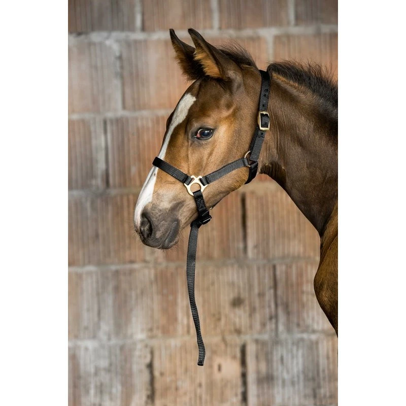 LICOL FOAL AVEC LONGETTE NORTON