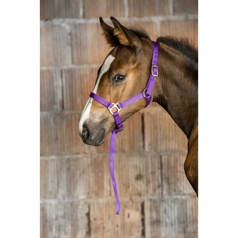 LICOL FOAL AVEC LONGETTE NORTON