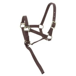 LICOL FOAL AVEC LONGETTE NORTON