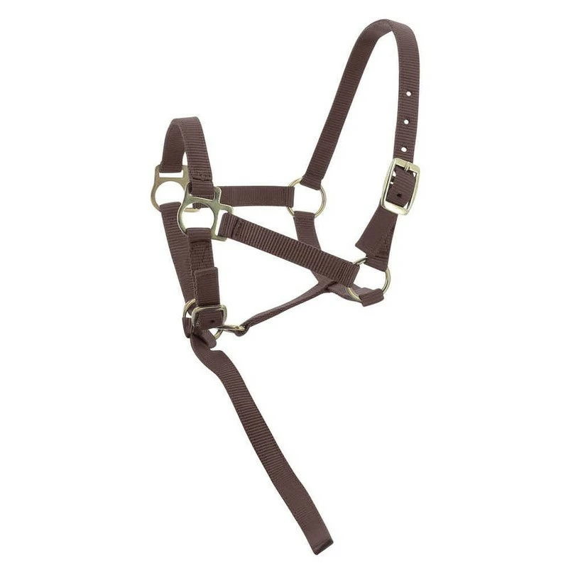 LICOL FOAL AVEC LONGETTE NORTON