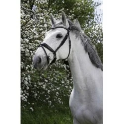 BRIDON NORTON PRO STRASS NOIR