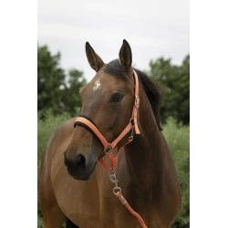 LICOL + LONGE EQUITHEME LARGE