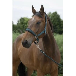 LICOL + LONGE EQUITHEME LARGE