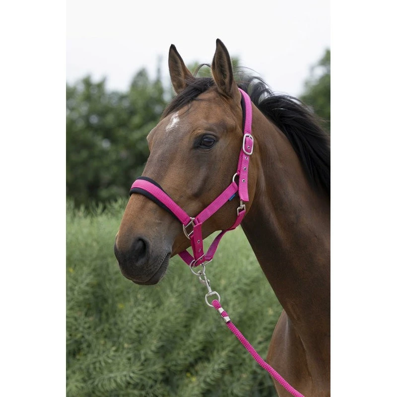 LICOL + LONGE EQUITHEME LARGE