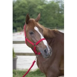 ENSEMBLE LICOL + LONGE RIDING WORLD CLUB