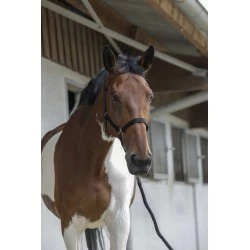 ENSEMBLE LICOL + LONGE RIDING WORLD CLUB