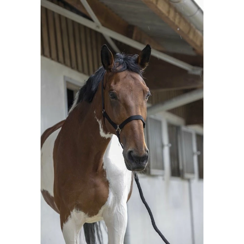 ENSEMBLE LICOL + LONGE RIDING WORLD CLUB