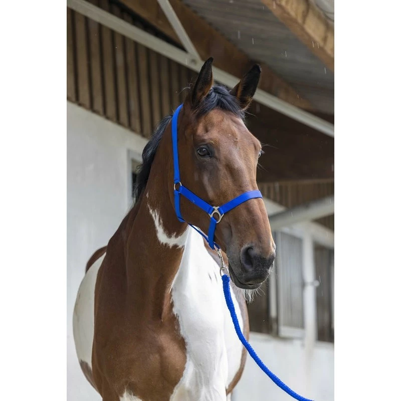 ENSEMBLE LICOL + LONGE RIDING WORLD CLUB